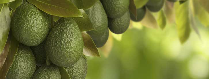 aguacate tree
