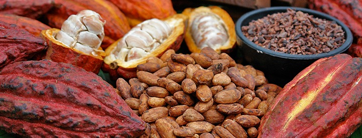 cacao